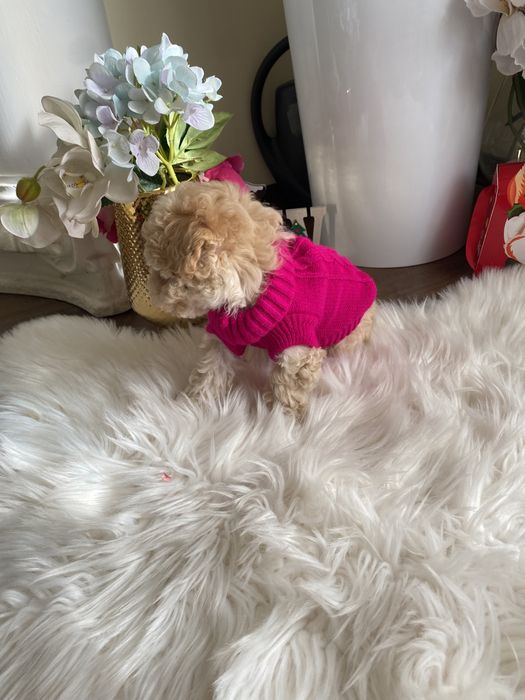 Шикарні vip якості мальтипу Ф-1