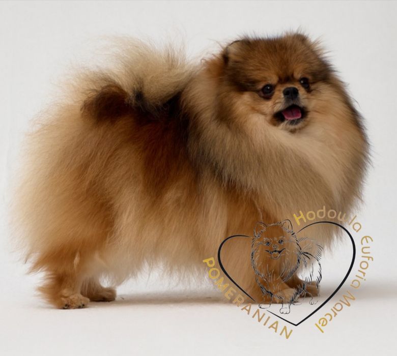 Pomeranian szpic miniaturowy