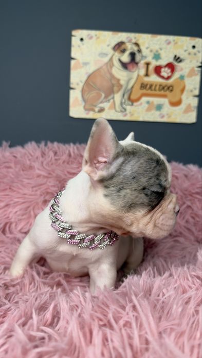 Menina buldog frances blue merle pied