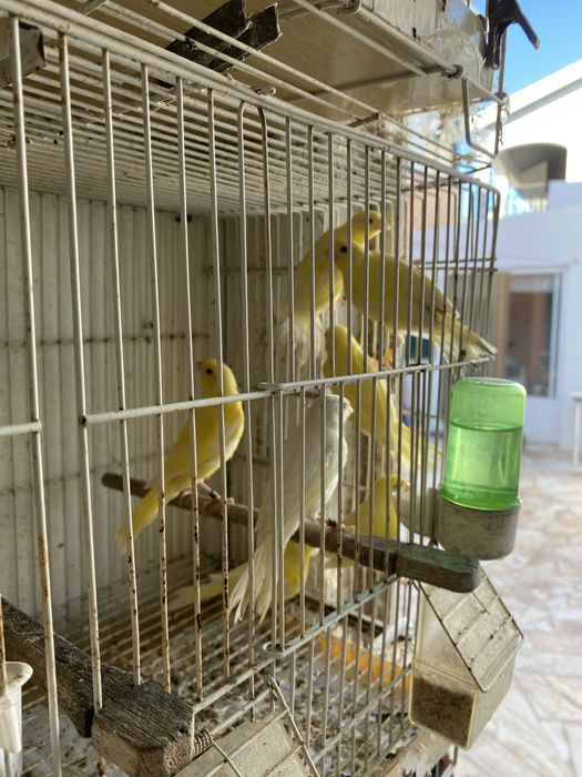 Vende-se canários