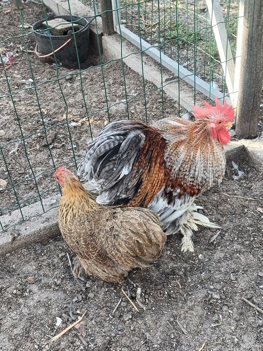 Casal de Pekin Adulto