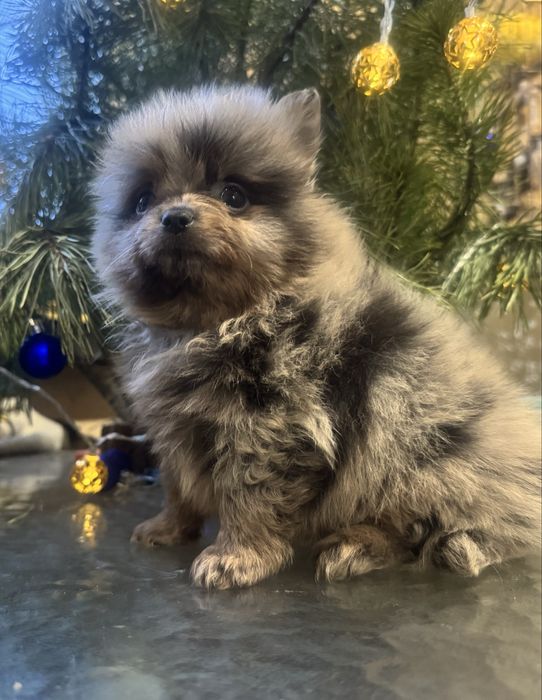 Мальчишка померанский шпиц