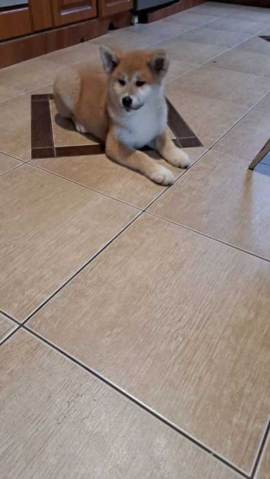 Akita inu piesek