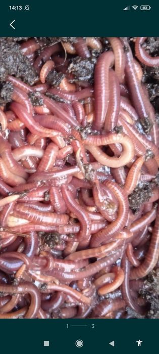 Dżdżownice kompostowe