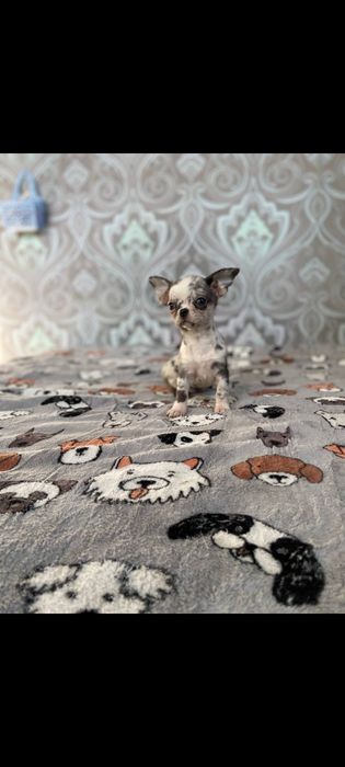 Щенки чихуахуа красивенные