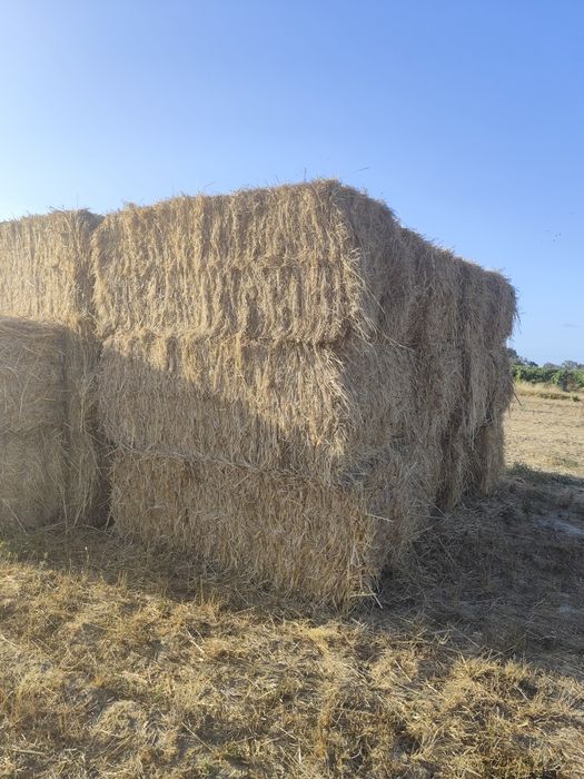 Fardos de feno nascediço com algum trigo e azevém