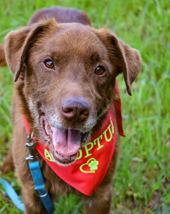 Cudowny Lagos - czekoladowe umaszczenie i serce pełne miłości