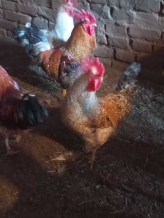 Koguty młode , duże