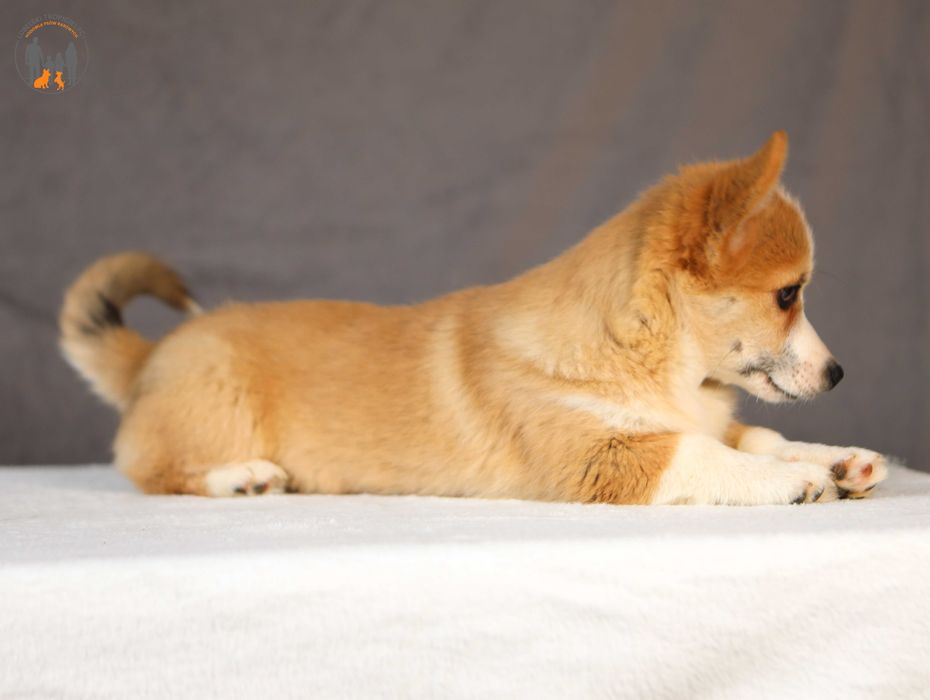 Welsh Corgi Pembroke ZKwP FCI suczka