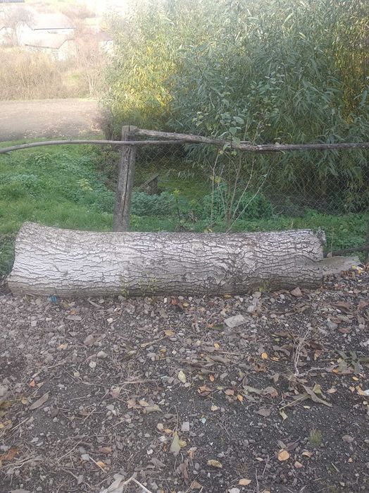 Продається горіховий стовбур