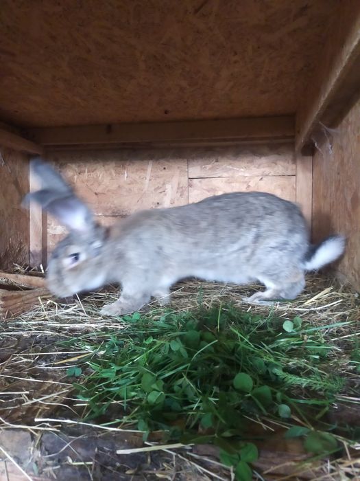 Młode krolice rasy duże