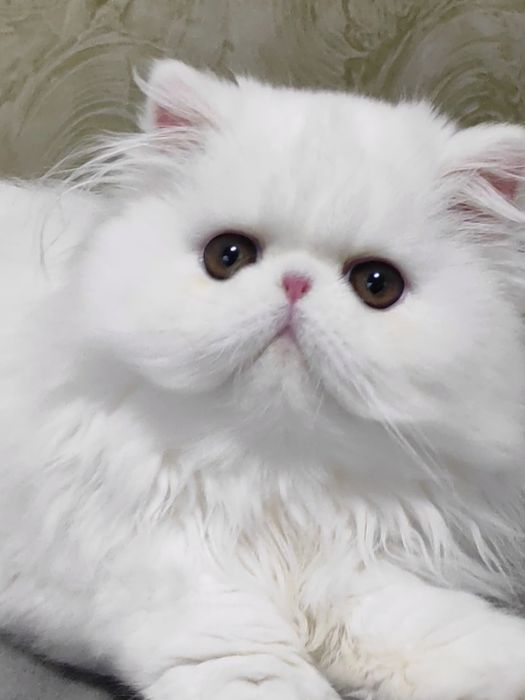 Персидський хлопчик