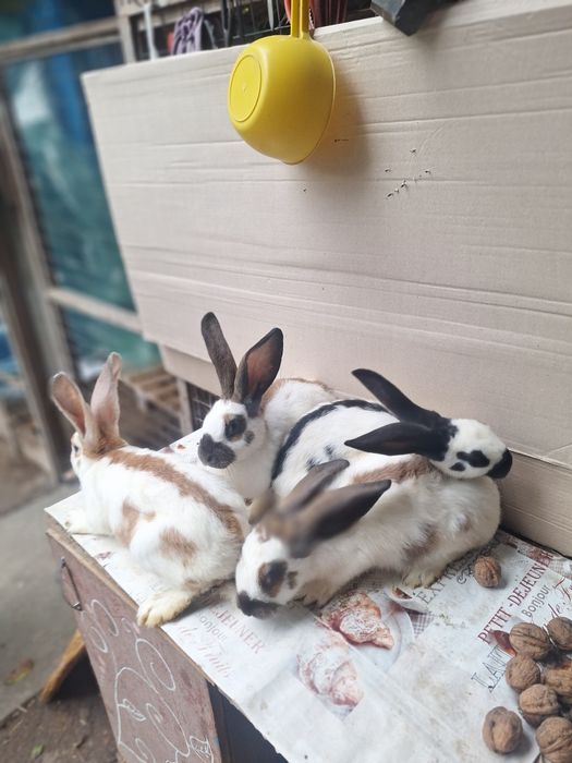 Кролі французський баран,німецький строкач голд.