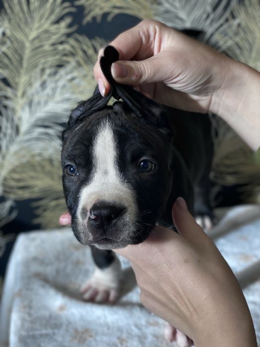 Чорний принц Амстафф