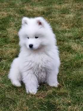 Samoyed FCI/ZKwP badania, śnieżnobiały