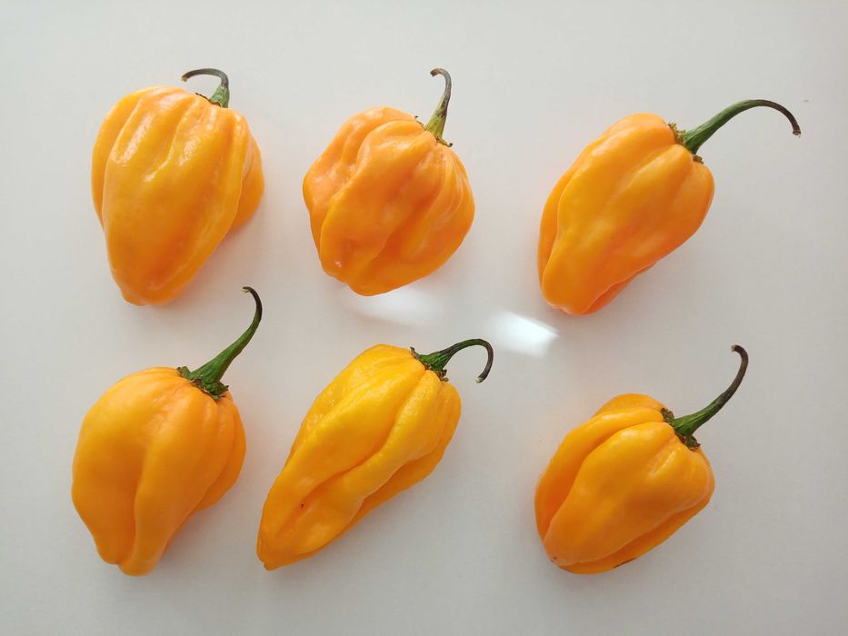 10 Sementes Pimenta Habanero Amarela (capsicum chinense)