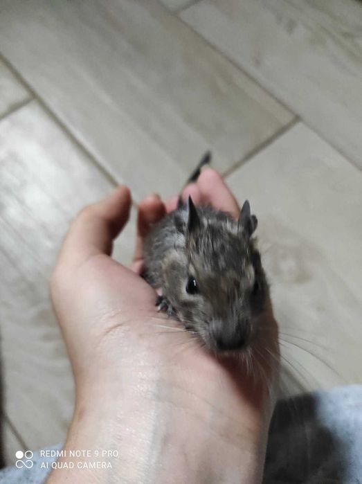 koszatniczki do adopcji