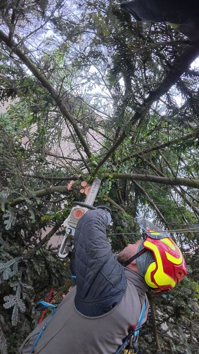 Wycinka i korekcja   drzew  takze  TRUDNYCH I NIEBEZPIECZNYCH
Firma A