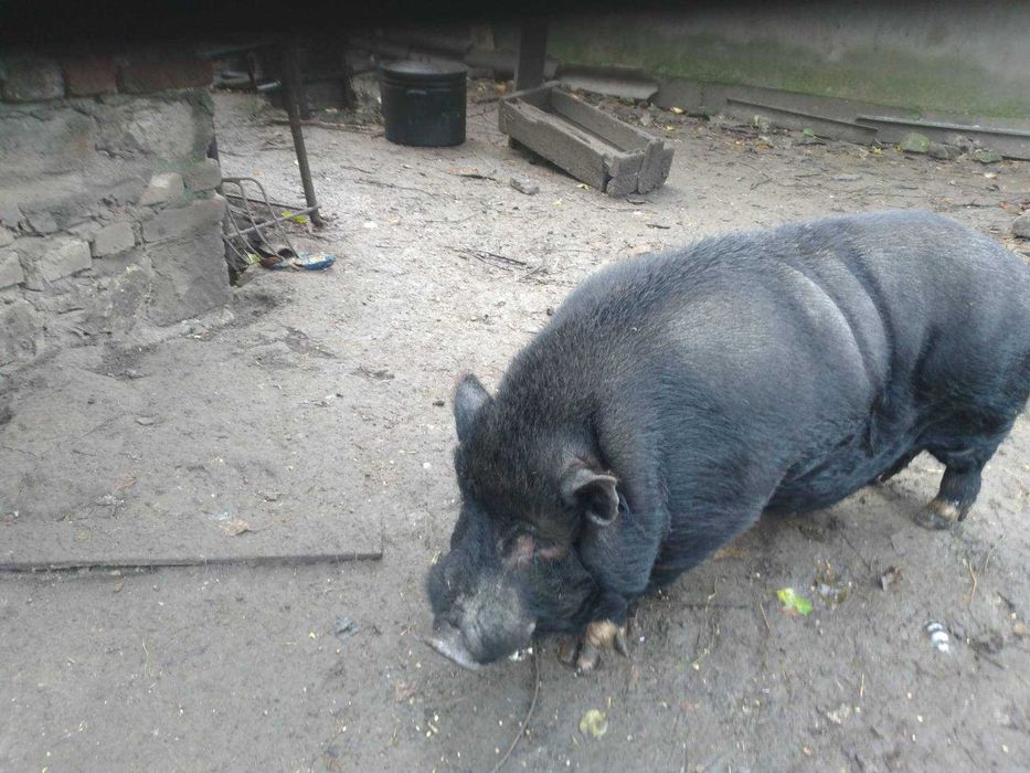 Продам вєтнамські свині