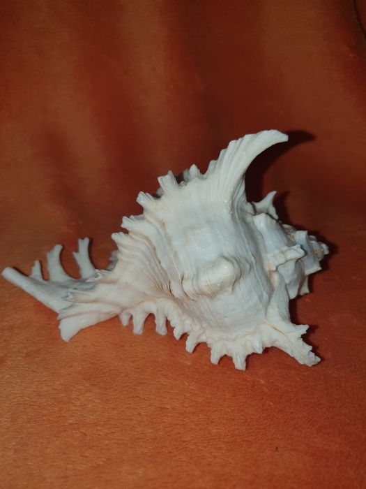 Морська мушля Мурекс CHICOREUS RAMOSUS