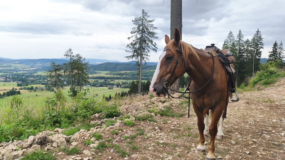 Klacz Śląska 10 lat , idealny koń w tereny