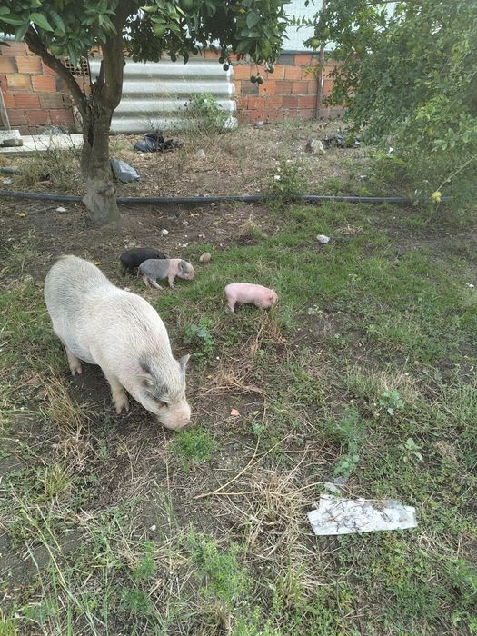 Mini Pigs, Porquinhos bebés