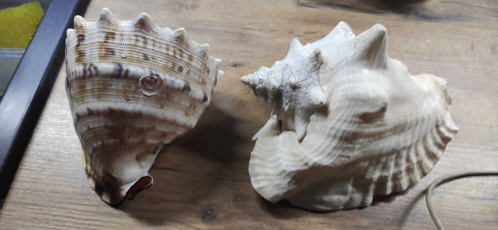 Muszle morskie do akwarium