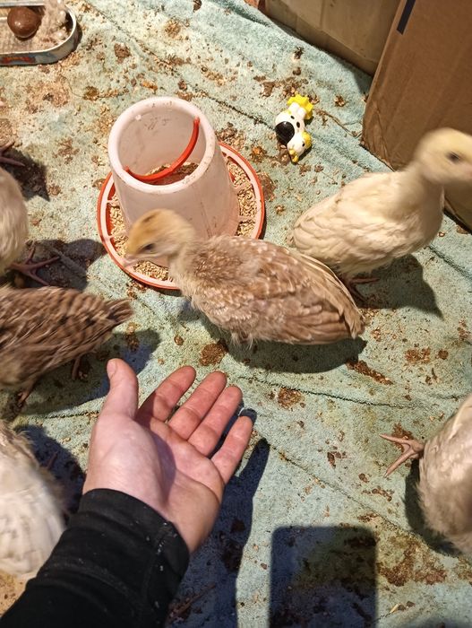 Młode Indyki 7 Sztuk