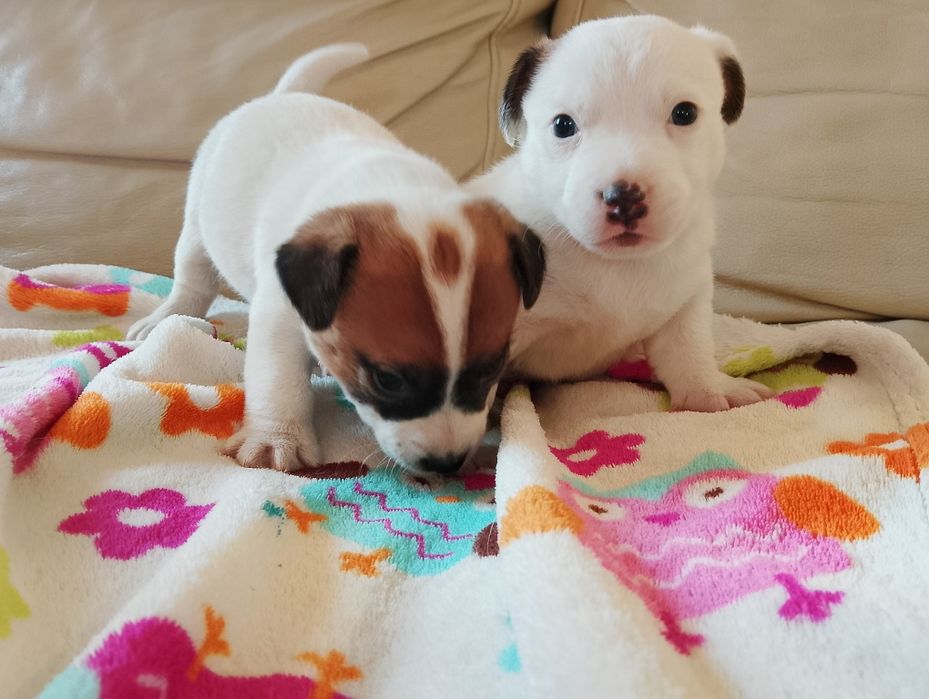 Jack Russell terrier