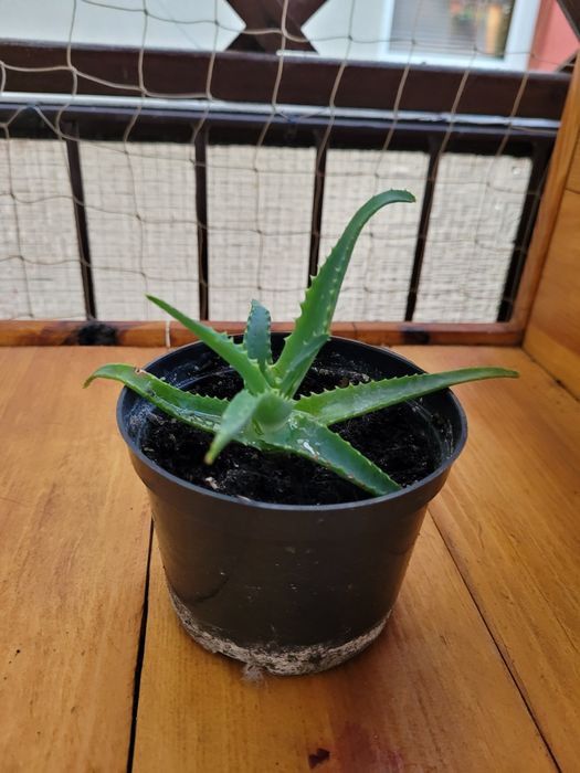 Aloes (kwiat w doniczce). Młoda sadzonka zakorzeniona