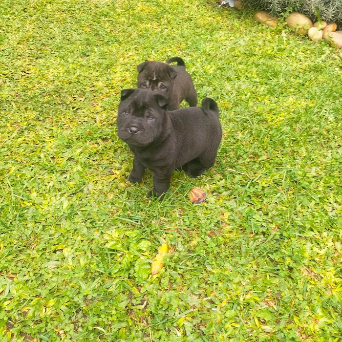 She pei fêmea negra