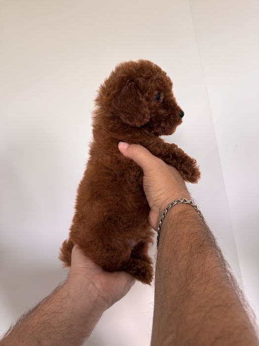 Маю дуже класний той пуделят редбрауни