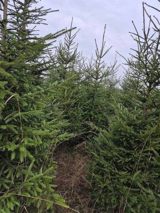 Choinki cięte i w donicy, drzewka bożonarodzeniowe