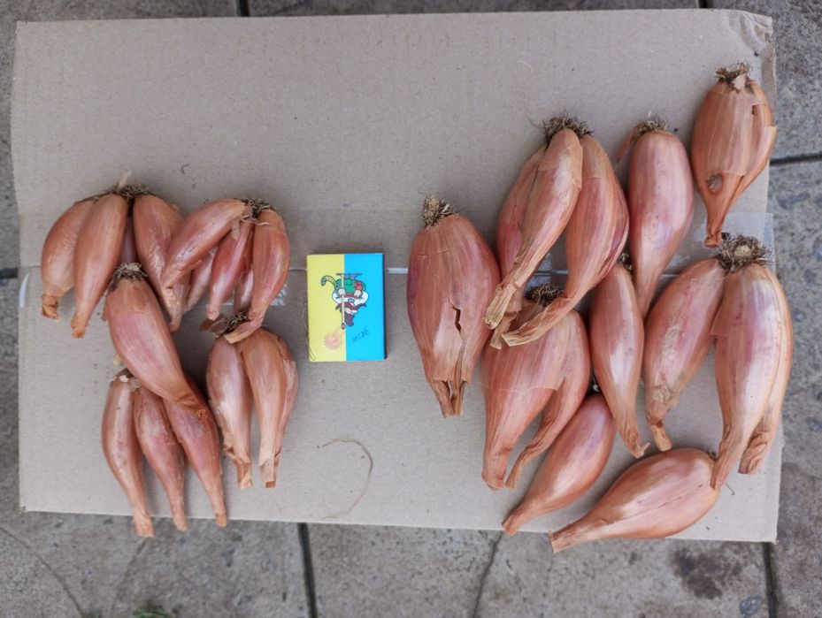 Продам  кущовку, насіння цибулі2025рік