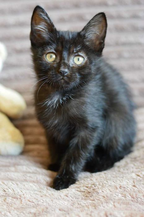 Трогательная малышка Мира в черной шубке очень хочет домой, котенок