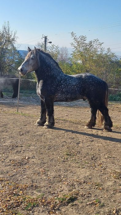 Першерон на паровку