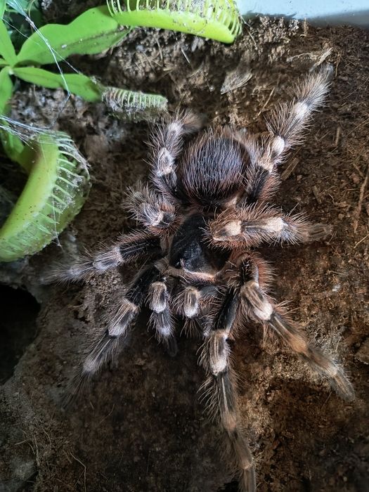 Acanthoscurria geniculata samica 8DC