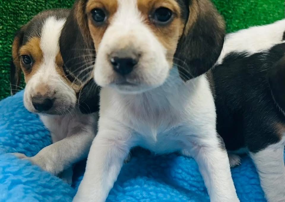 Beagle tricolor m f