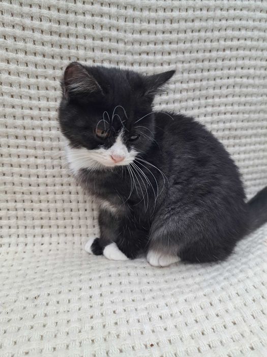 Котята пушистые красивые мальчики