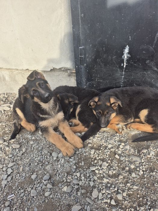 Продам цуценят породи Німецька вівчарка