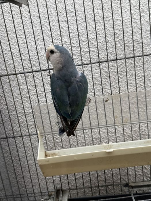 Casal de Agapornis Rosicolis
