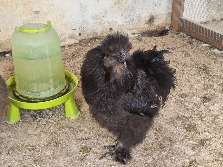 Sedosas do Japão  barbudas