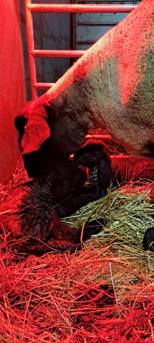 Ovelhas Suffolk machos e fêmeas