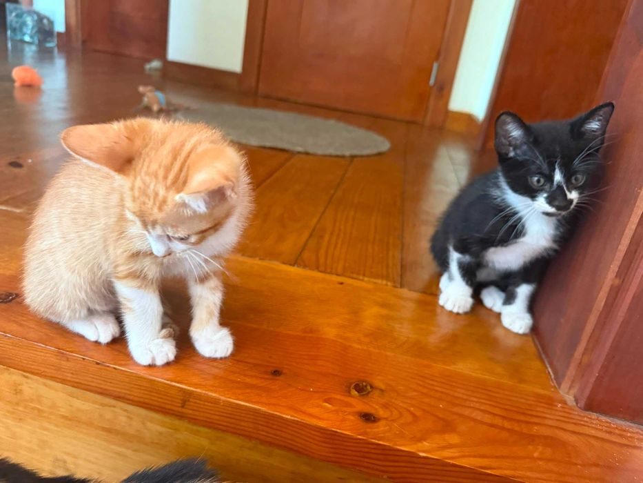 gatos bonitos e meiguinhos para dar