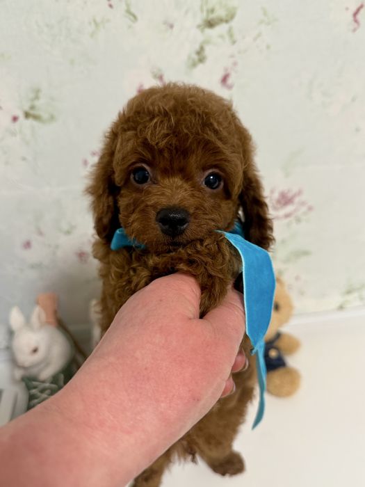 Маленький сладунчик