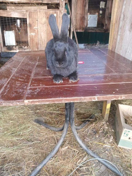 Кролі Бургундія, Каліфорнія, Фландр, строкач