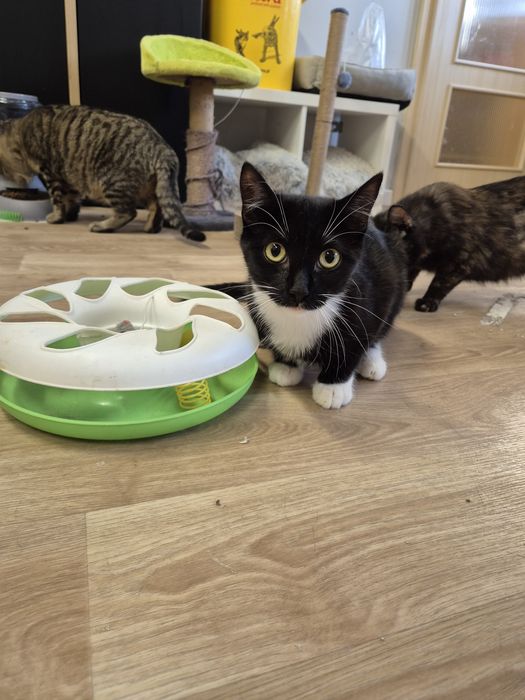 Kot, kotka, kociak GÓRKA