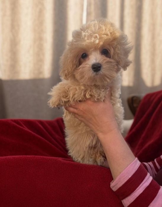 Девочка мальтипу.