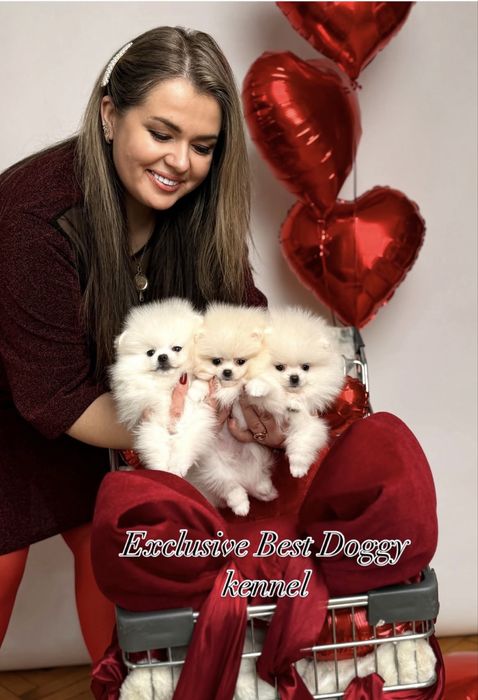 ‼️‼️SUPER VIP померанці Цуценята померанські шпіци. Міні шпіци з докум