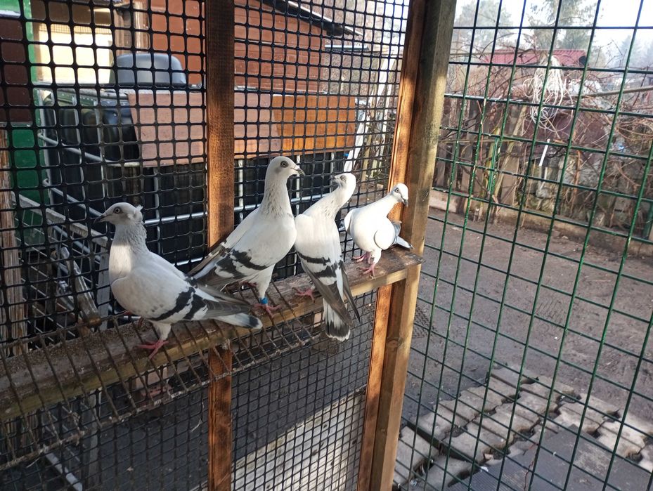 gołebie żałobniki